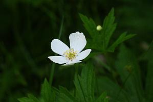 2025-06169057 Acton Arboretum, MA